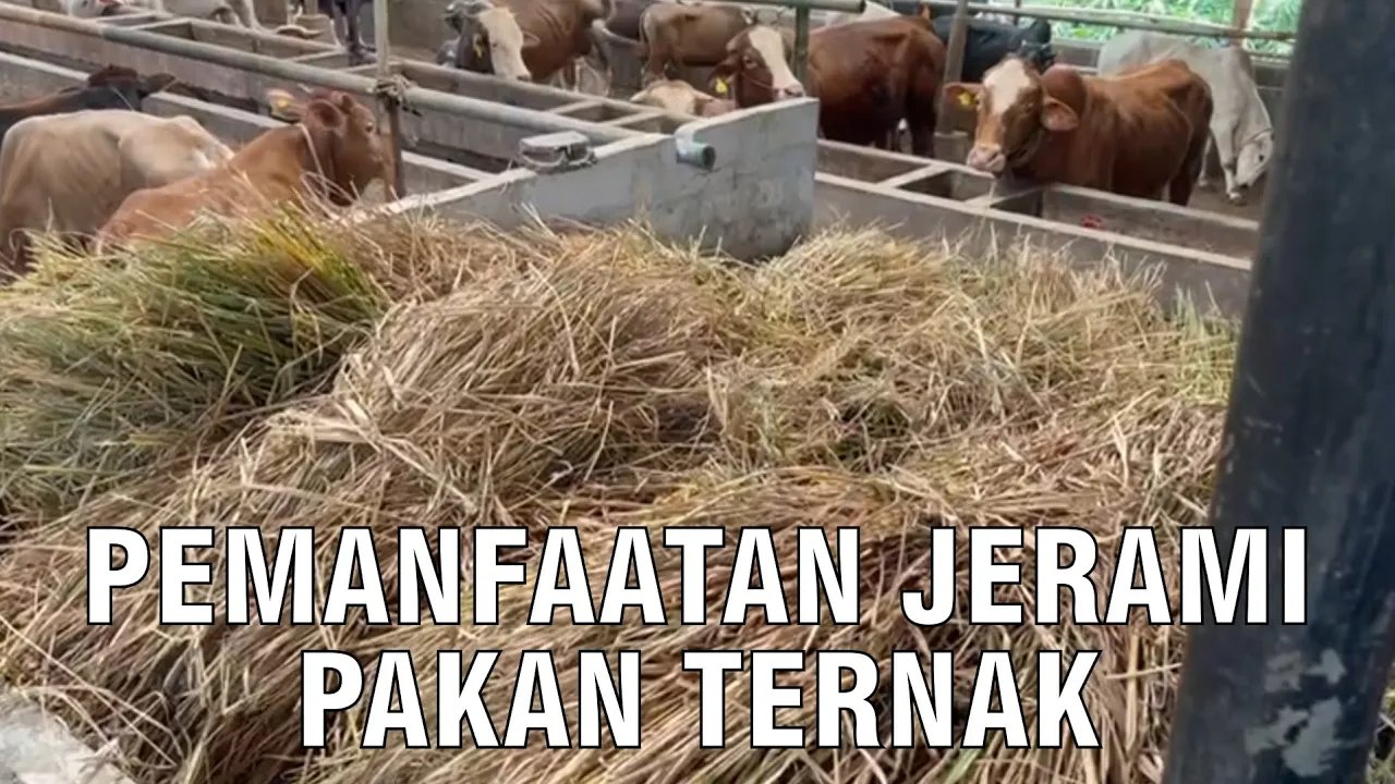 
                                 Pemanfaatan-Jerami-Pakan-Sapi